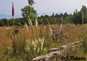 Digitalis purpurea